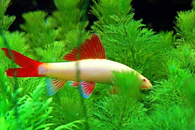 Albino Shark | Aquarium Sharks Wholesale Exporter