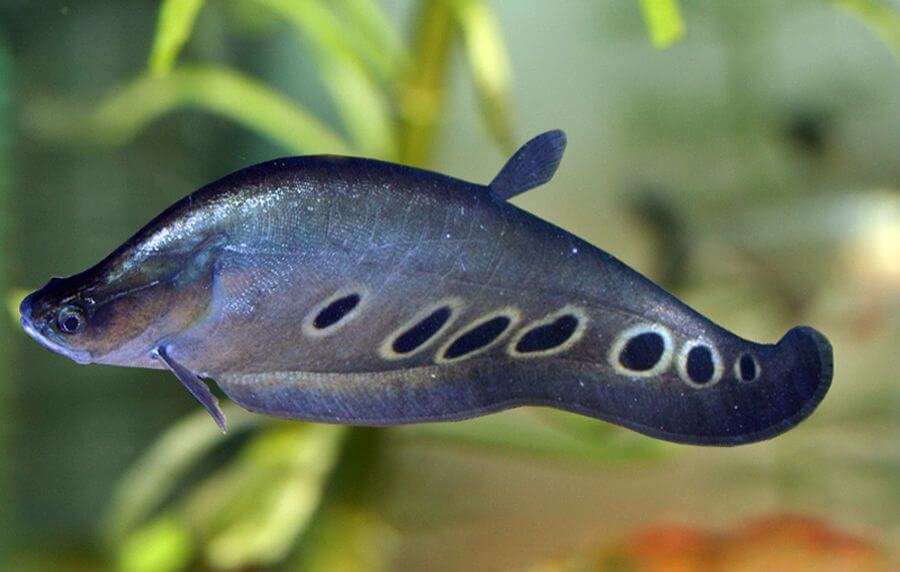 Knife Fish Wholesale Exporter | Clown Knifefish