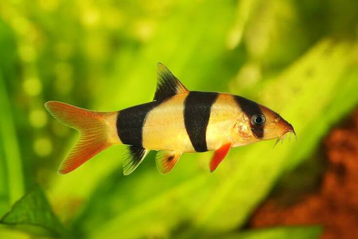 Loaches Fish Wholesale Exporter | Clown Loach