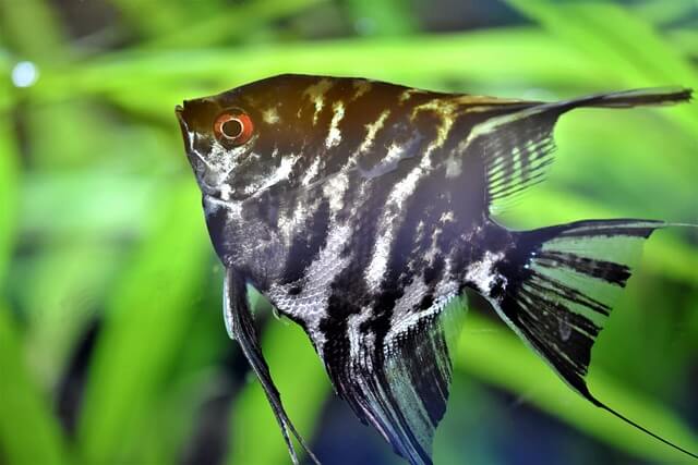 Freshwater Angelfish Wholesale Exporter | Common Angelfish