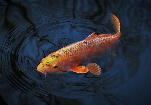 Freshwater Tropical Aquarium Fish | Common Carp