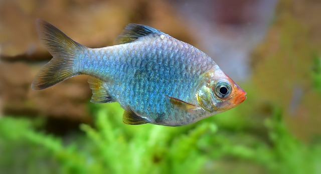 Barb Fish Wholesale Exporter | Green Tiger Barb