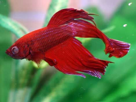 Common Betta Fish Disease: Popeye