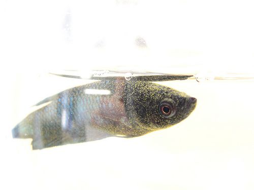Common Betta Fish Disease: Velvet