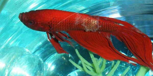 Common Betta Fish Disease: Columnaris