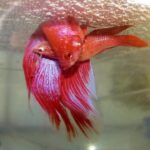 Betta Fish Breeding Guide: Betta Fish Breeding & Mating