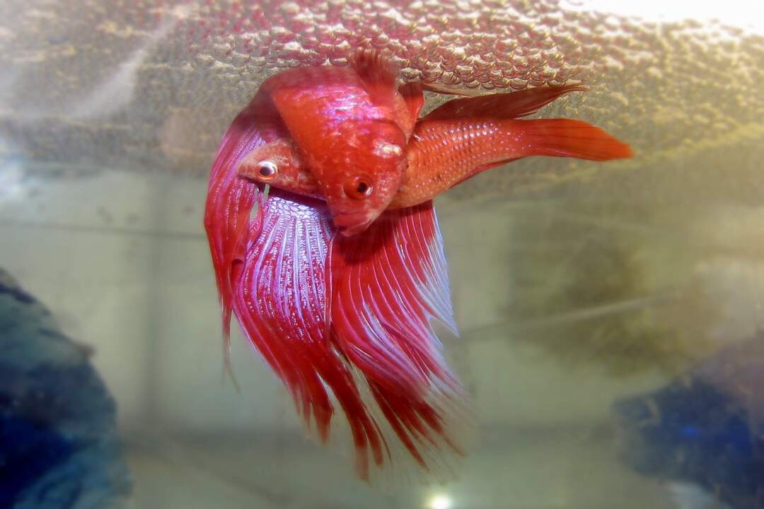 Betta Fish Breeding Guide: Betta Fish Breeding & Mating