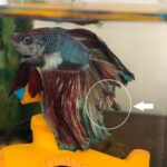 Common Betta Fish Disease