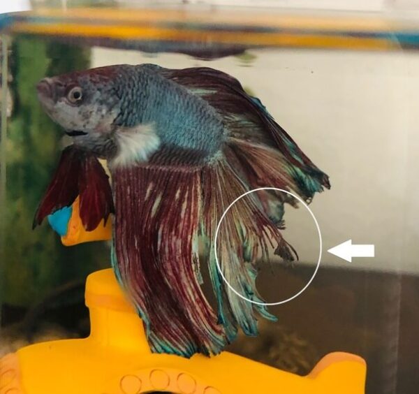 Common Betta Fish Disease