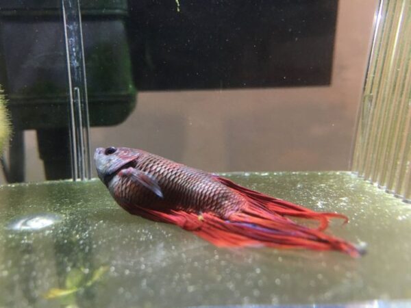 Common Betta Fish Disease: Dropsy