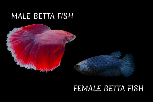 Male & Female Betta Fish