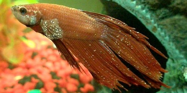Common Betta Fish Disease: Ich