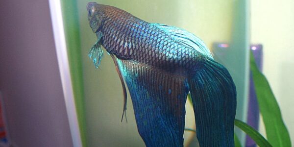 Common Betta Fish Disease: Swim Bladder