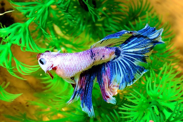Betta Fish Care Guide: Tank Decorations and Plants