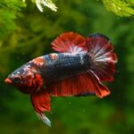 Betta Fish Care Guide: Tips for Keeping Betta Healthy and Happy