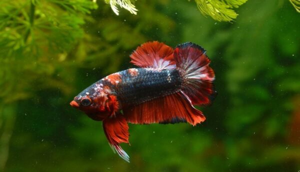 Betta Fish Care Guide: Tips for Keeping Betta Healthy and Happy