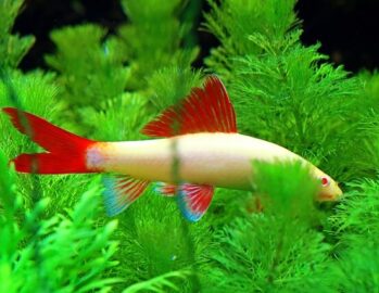 Albino Shark | Aquarium Sharks Wholesale Exporter