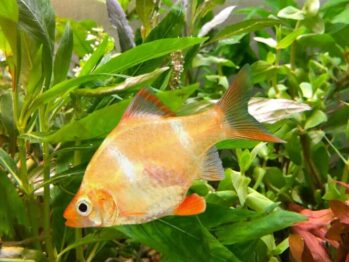 Albino Tiger Barb | Photo Courtesy of Pinterest