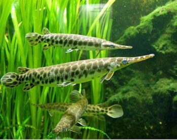 Alligator Gar Fish