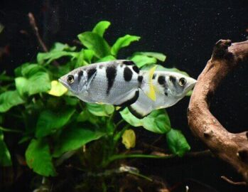 Freshwater Tropical Aquarium Fish Wholesale Exporter in Thailand