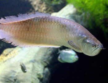 Miscellaneous Fish Wholesale Exporter | Arowana