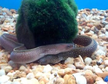 Freshwater Eels Wholesale Exporter | Asian Swamp Eel