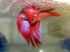 Betta Fish Breeding Guide: Betta Fish Breeding & Mating