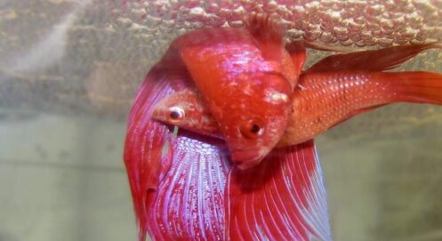 Betta Fish Breeding Guide: Betta Fish Breeding & Mating