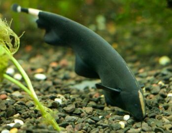 Knife Fish Wholesale Exporter | Black Ghost Knifefish