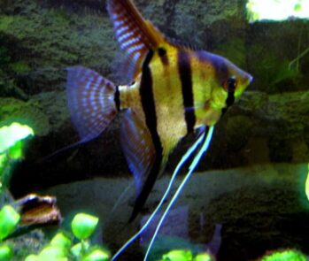 Blue Angelfish | Photo Courtesy of Common Wikimedia
