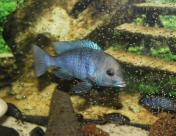 Blue Dolphin Cichlid