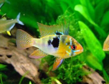 Ramirezi/ Blue Ram Cichlid