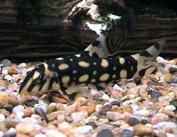 Loaches Fish Wholesale Exporter | Botia Polka Dot Loach