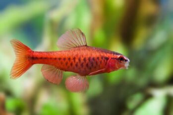 Barb Fish Wholesale Exporter | Cherry Barb | Photo Courtesy of Pinterest