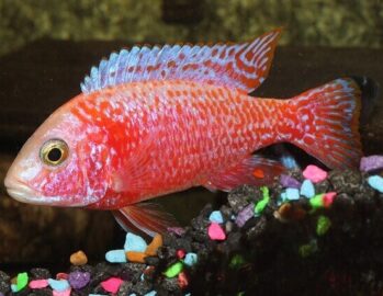 Freshwater Tropical Aquarium Fish | African Cichlid