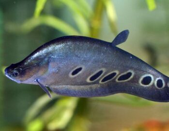 Knife Fish Wholesale Exporter | Clown Knifefish