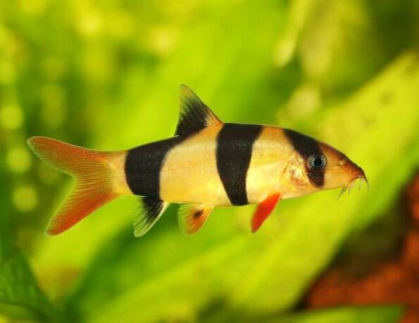 Loaches Fish Wholesale Exporter | Clown Loach