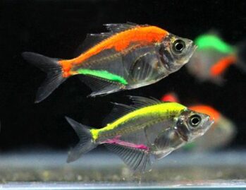 Color Glass Fish
