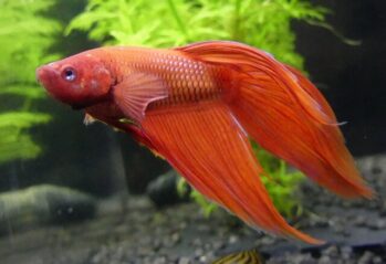 Betta Fish Wholesale Exporter | Common Betta Fish