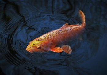 Freshwater Tropical Aquarium Fish | Common Carp