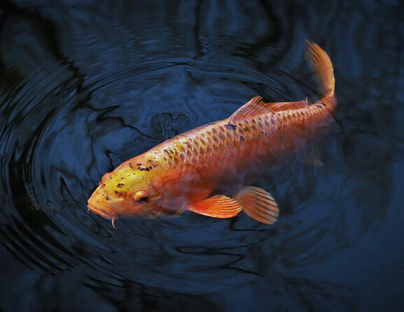 Freshwater Tropical Aquarium Fish | Common Carp