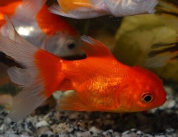 Fancy Goldfish Wholesale Exporter | Common Goldfish