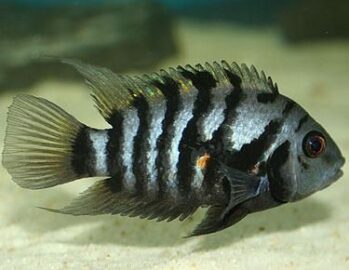 Cichlid Fish Wholesale Exporter | Convict Cichlid