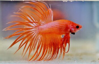 Crowntail