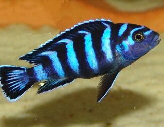 Cichlid Fish Wholesale Exporter | Demasoni Cichlid