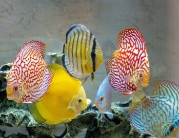 Discus Fish