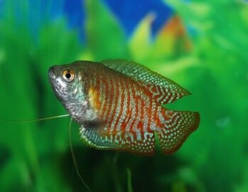 Gourami Fish Wholesale Exporter | Dwarf Gourami