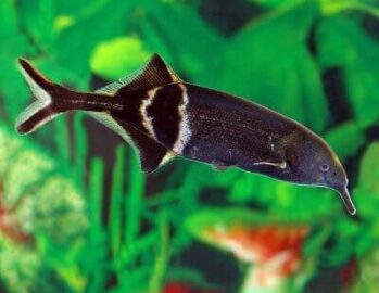 Elephant Nose Fish