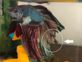 Common Betta Fish Disease