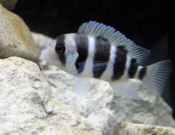 Frontosa Cichlid